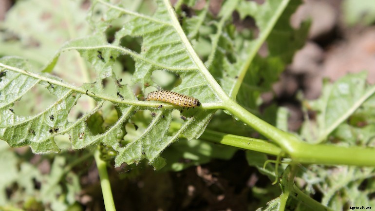 Garden pests - Viburnum beetles