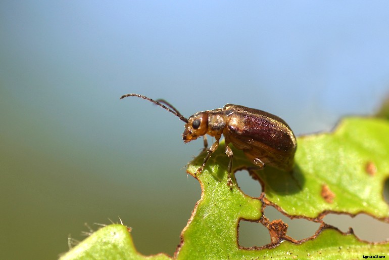 Garden pests - Viburnum beetles