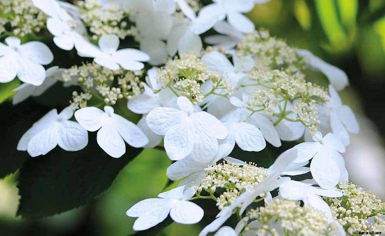 Garden pests - Viburnum beetles