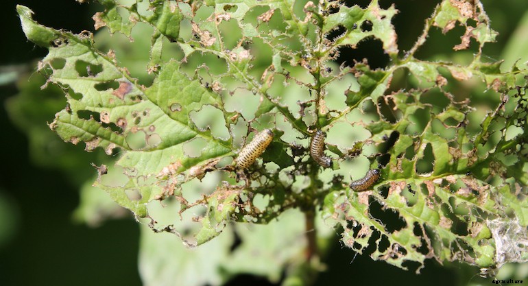 Garden pests - Viburnum beetles