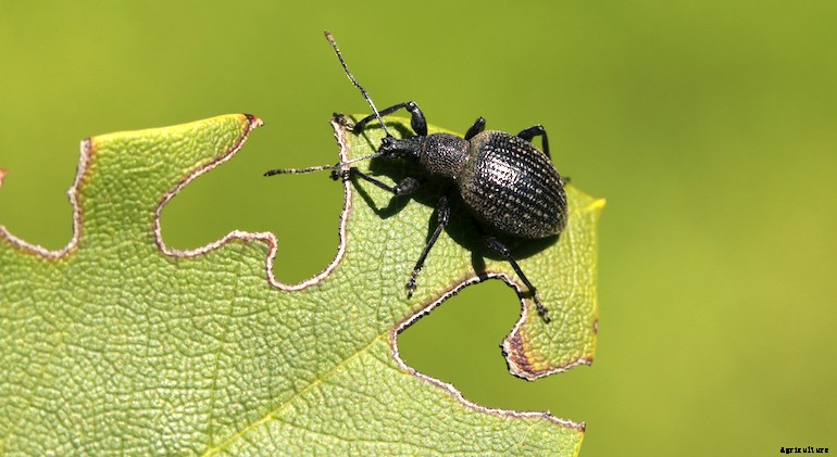 Garden pests - Vine Weevils