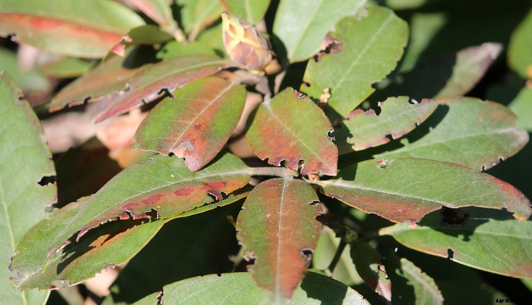 Garden pests - Vine Weevils