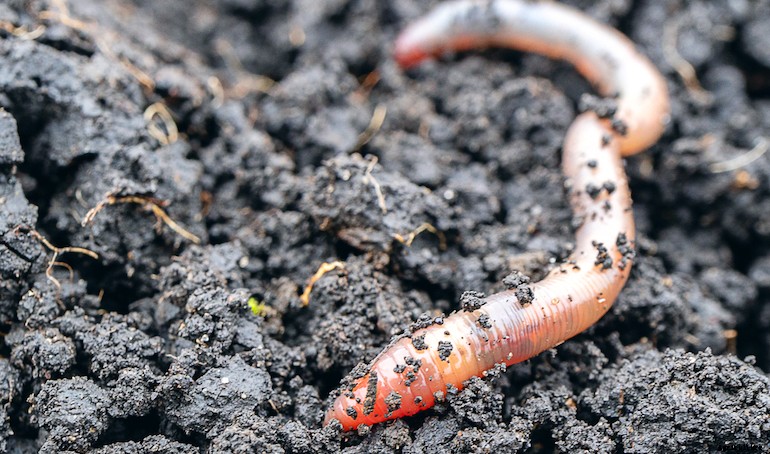Garden pests - Worms