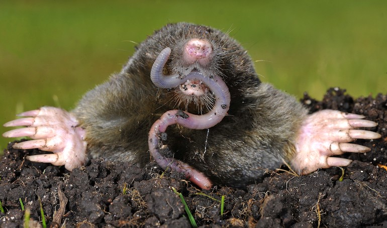 Garden pests - Worms