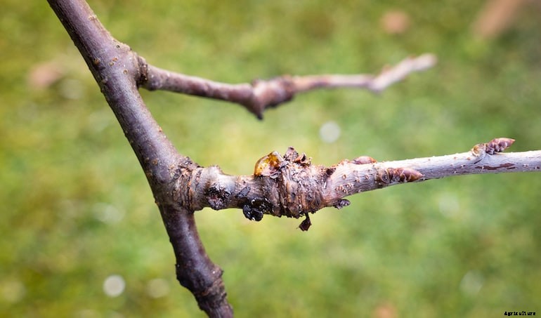 Garden diseases - Bacterial canker