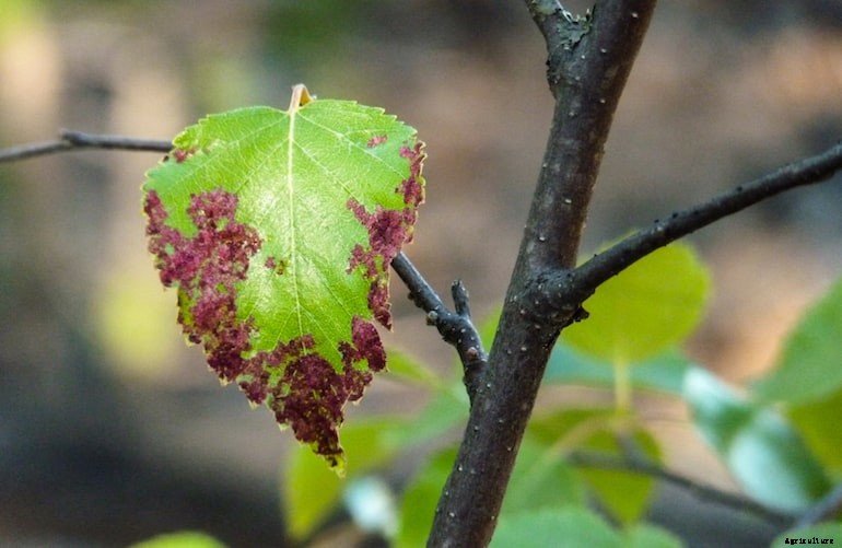 Garden diseases - Apple scab