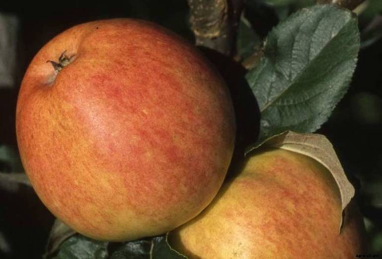 Garden diseases - Apple scab