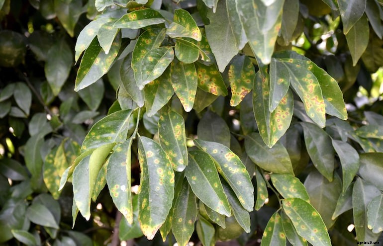 Garden diseases - Bacterial canker