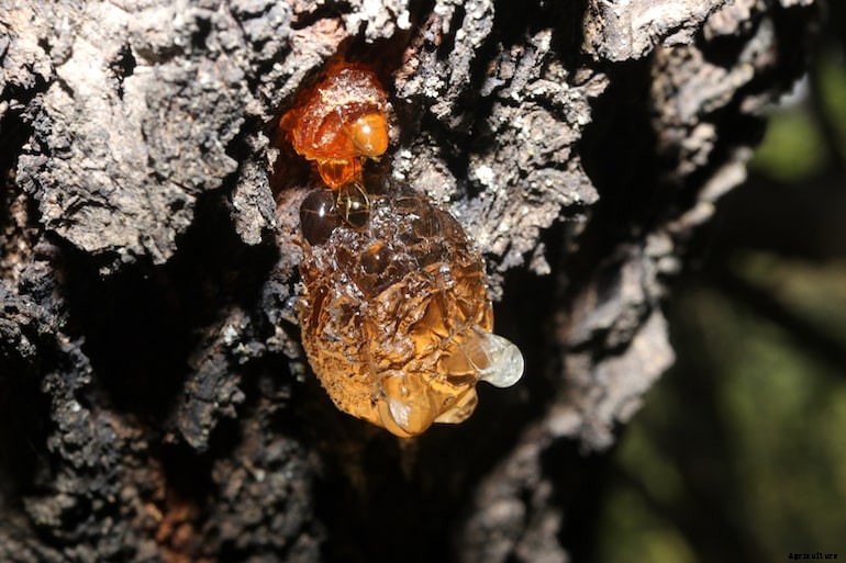 Garden diseases - Bacterial canker