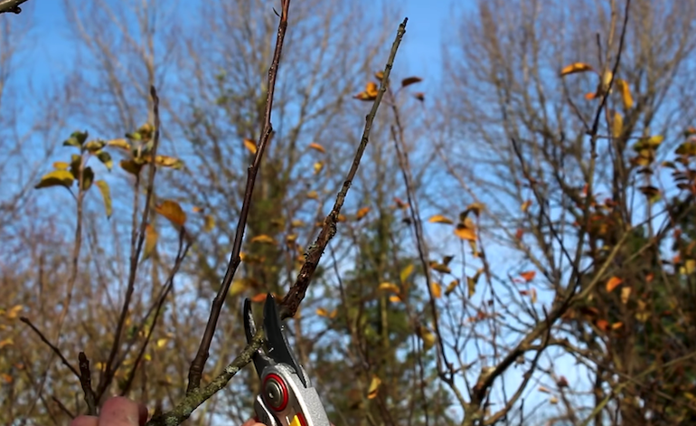 Garden diseases - Bacterial canker