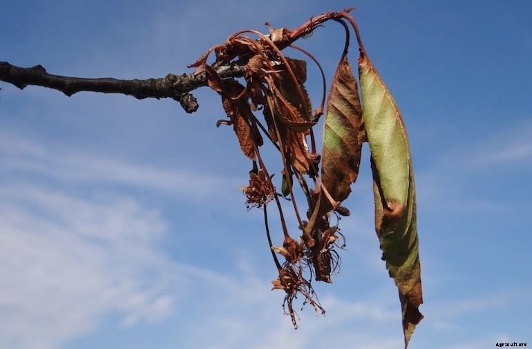 Garden diseases - Blossom wilt