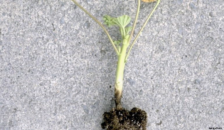 Garden diseases - Geranium blackleg