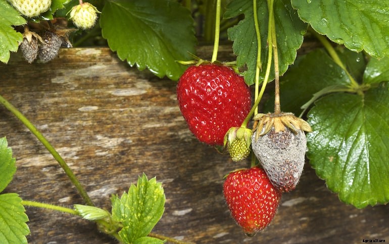 Garden diseases - Botrytis