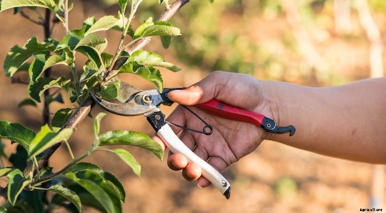 Garden diseases - Blossom wilt