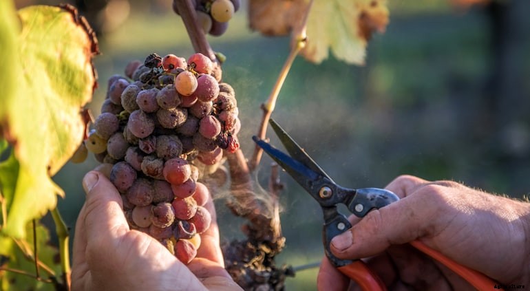 Garden diseases - Botrytis