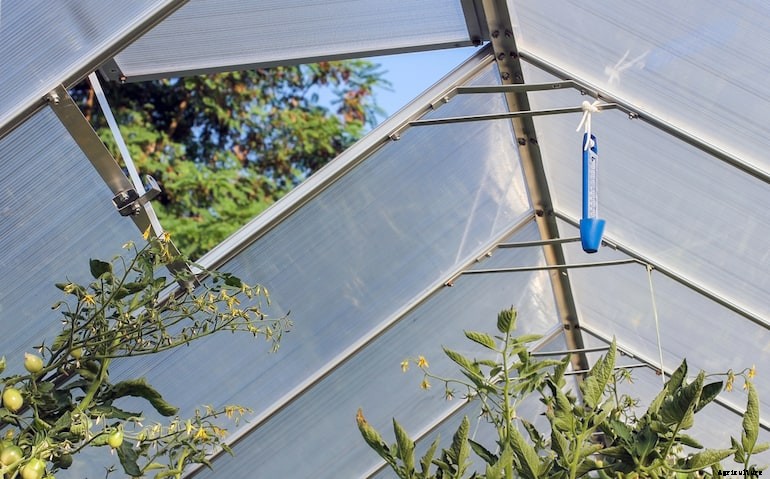 Garden diseases - Botrytis