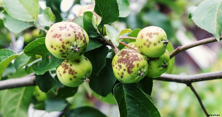 Garden diseases - Brown rot