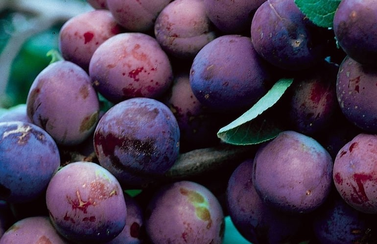 Garden diseases - Brown rot