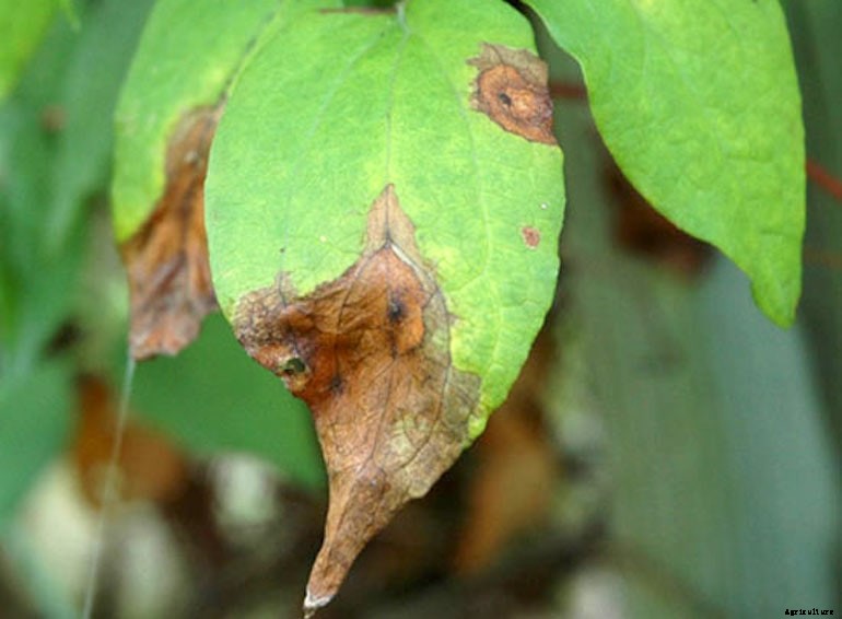 Garden diseases - Clematis Wilt