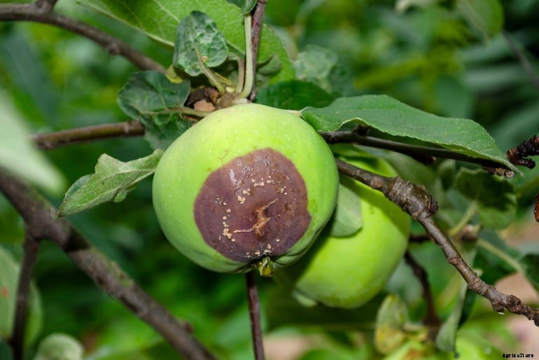 Garden diseases - Brown rot