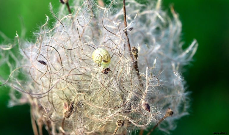 Garden diseases - Clematis Wilt