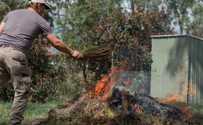 Garden diseases - Clematis Wilt