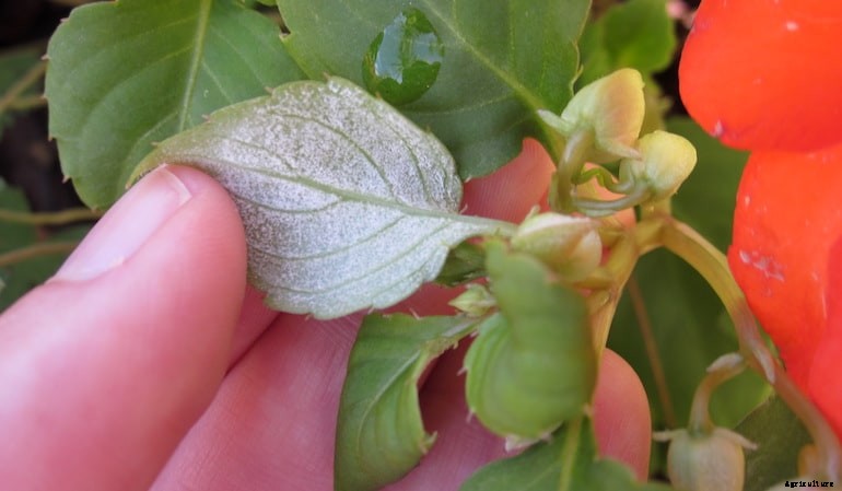 Garden diseases - Downy Mildew