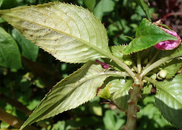 Garden diseases - Downy Mildew