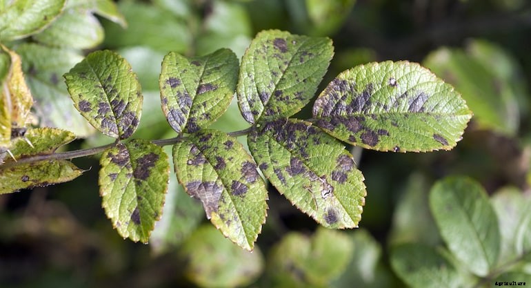 Garden diseases - Fungal disease