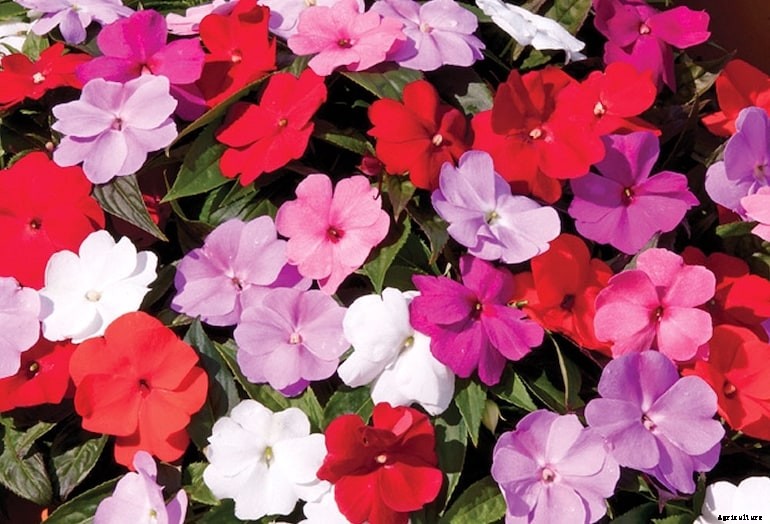 Garden diseases - Downy Mildew