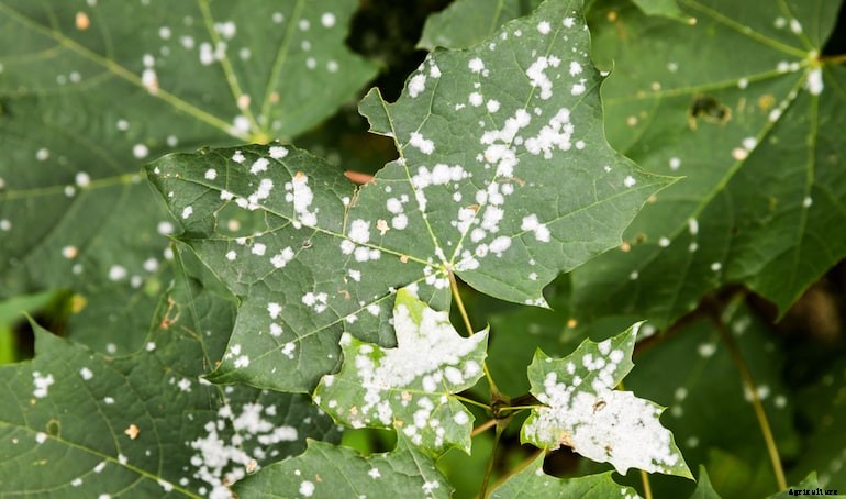 Garden diseases - Fungal disease