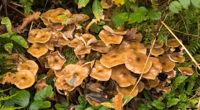 Garden diseases - Honey Fungus