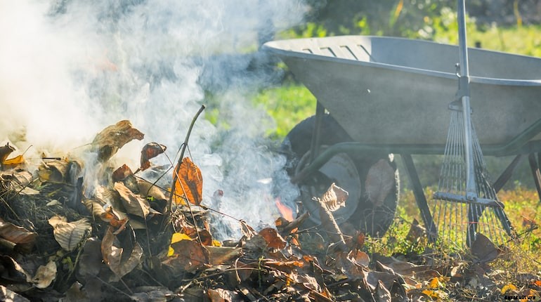 Garden diseases - Fungal disease