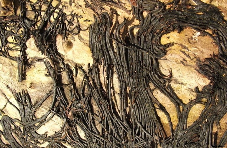 Garden diseases - Honey Fungus