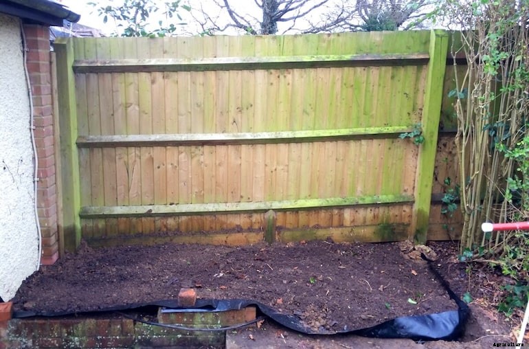 Garden diseases - Honey Fungus