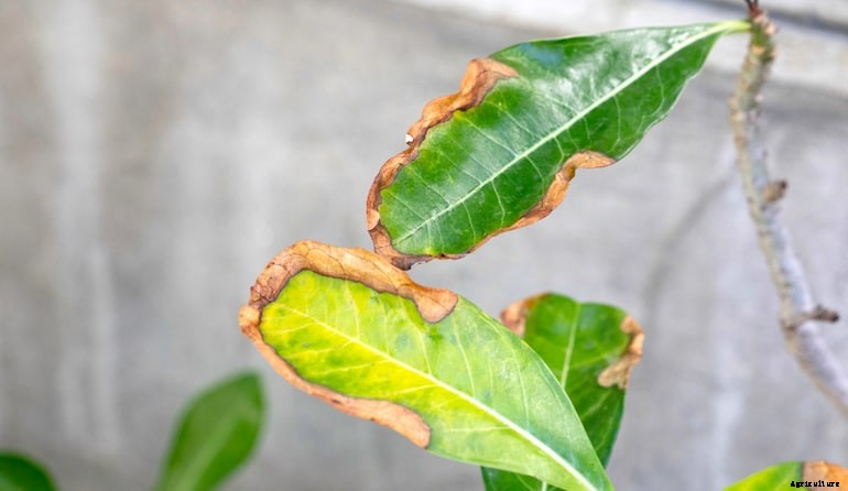 Garden diseases - Leaf scorch