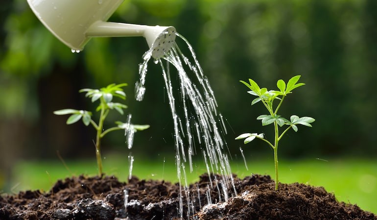 Garden diseases - Leaf scorch