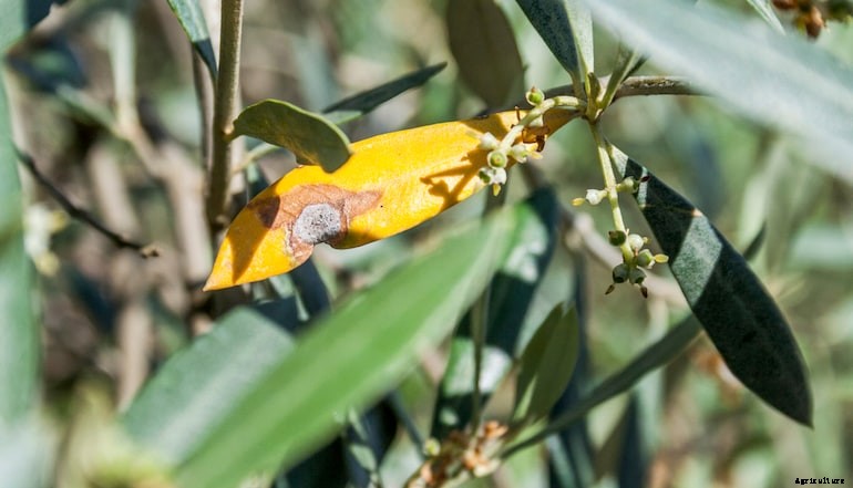 Garden diseases - Leaf scorch