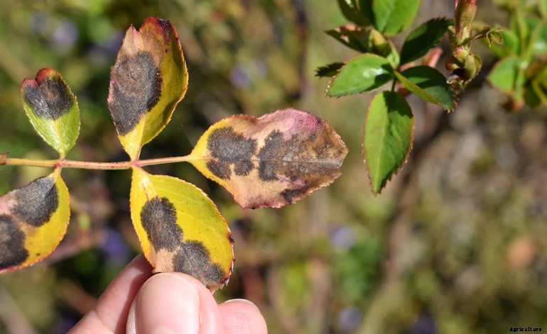 Garden diseases - Leaf spot