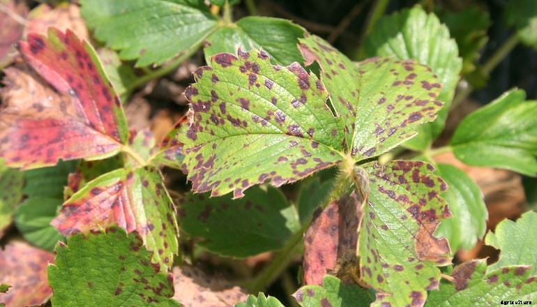 Garden diseases - Leaf spot