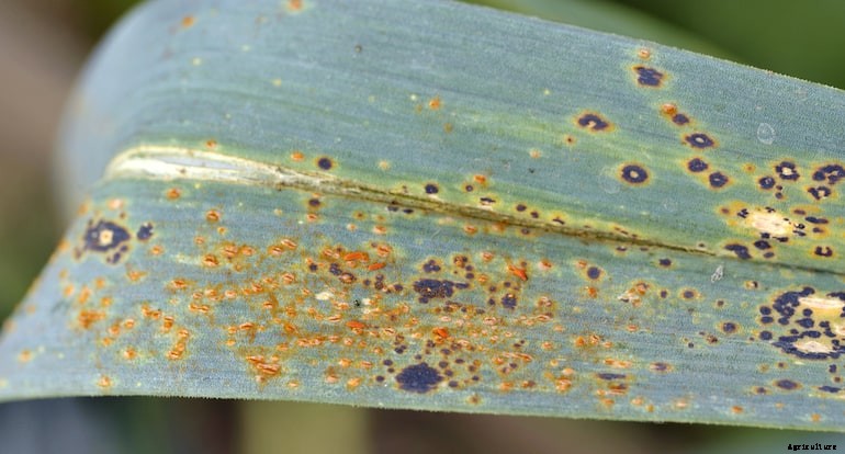 Garden diseases - Leek rust
