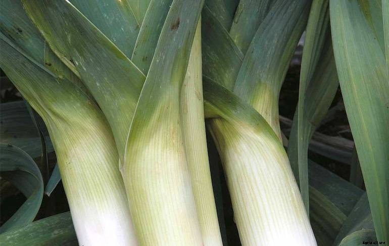 Garden diseases - Leek rust