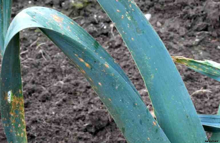 Garden diseases - Leek rust