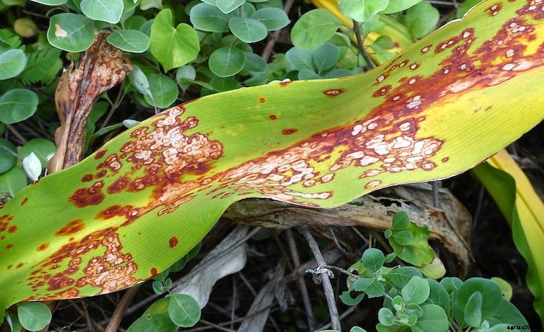 Garden diseases - Lily diseases