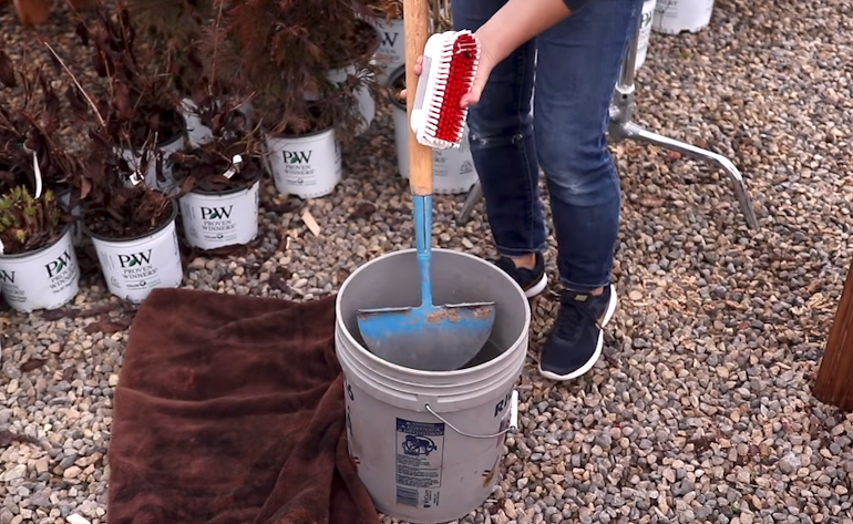 Garden diseases - Lily diseases