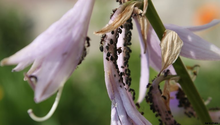 Garden diseases - Lily diseases