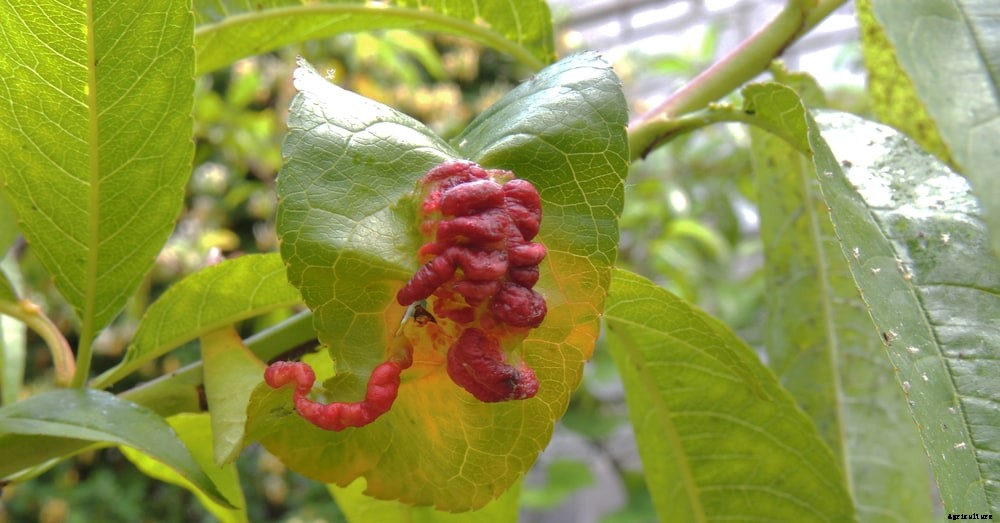 Garden diseases - Peach leaf curl