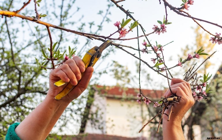 Garden diseases - Peach leaf curl