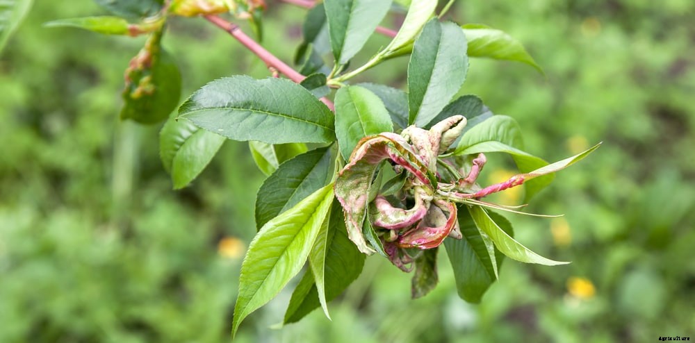 Garden diseases - Peach leaf curl
