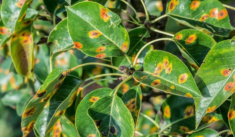 Garden diseases - Pear rust